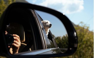 Podróże Samochodowe z Dużym Psem