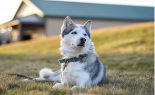 Siberian husky – północny wulkan energii