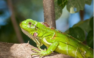 Popularne gatunki jaszczurek hodowlanych – poznaj swojego przyszłego pupila!