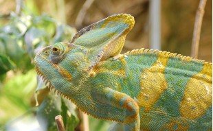 Kameleon jemeński – barwny mieszkaniec twojego terrarium